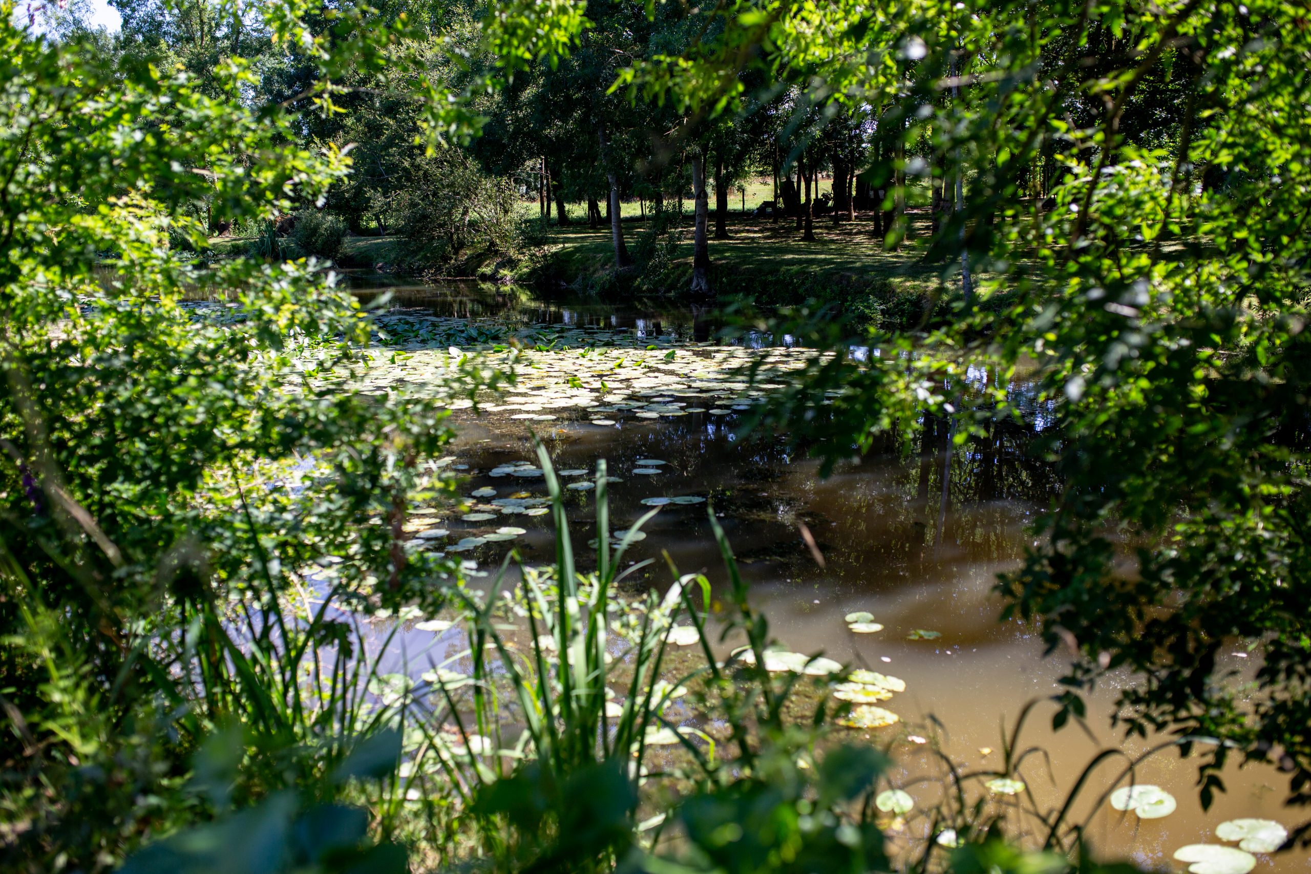 Illustration Journée du génie écologique 2025