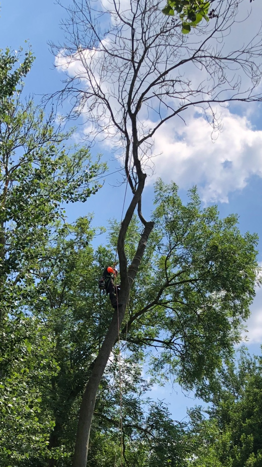 Illustration Chancre coloré du platane – nouvel arrêté de lutte en 2025