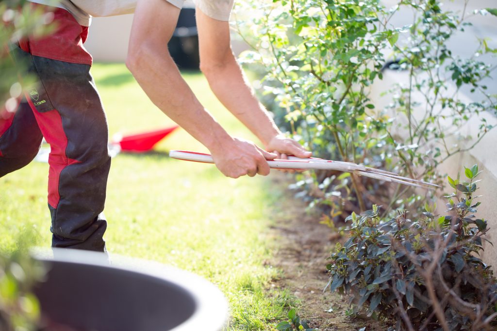 Photo d'un paysagiste qui élague un végétal